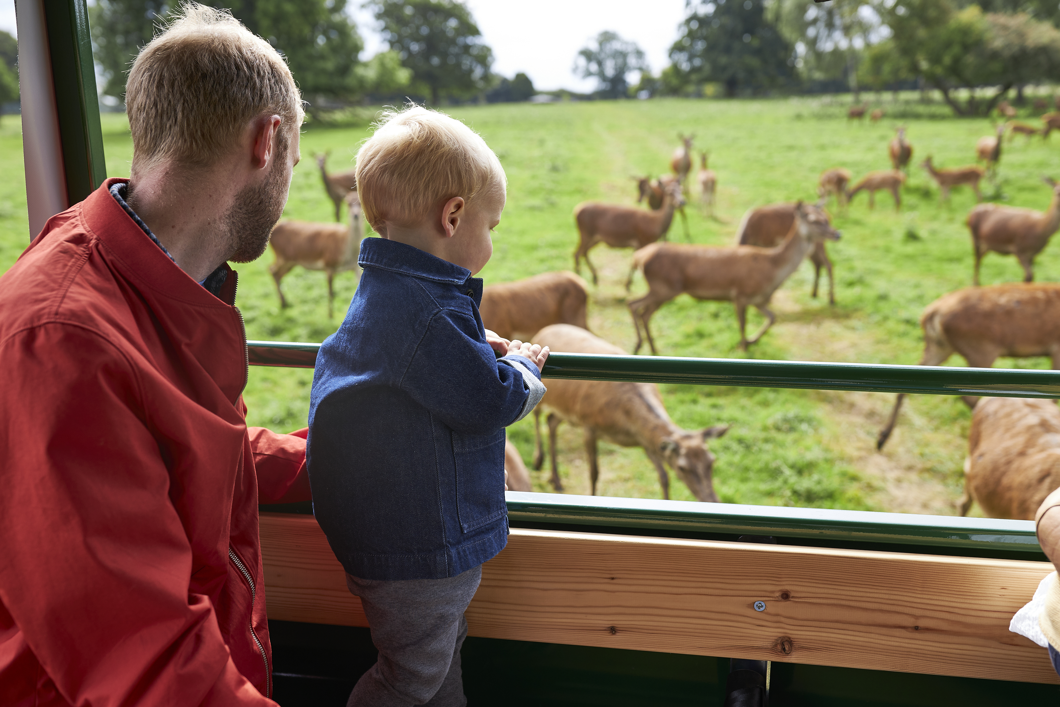 A man and child, both with fair hair wearing casual clothes, look out from a vehicle viewing point onto a field of deer.