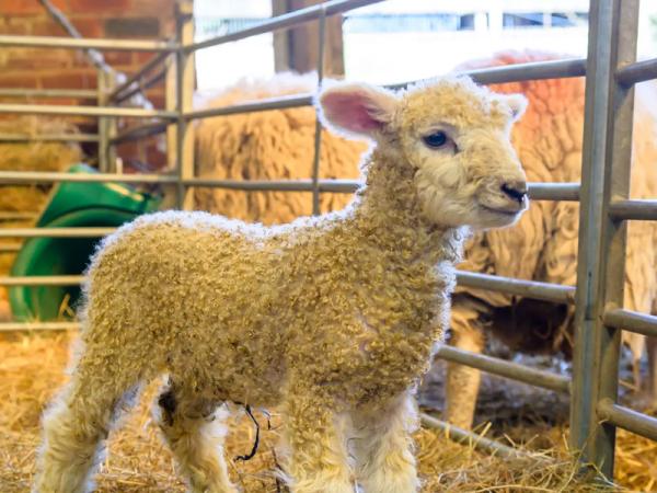 A new born lamb at Temple Newsam Home Farm