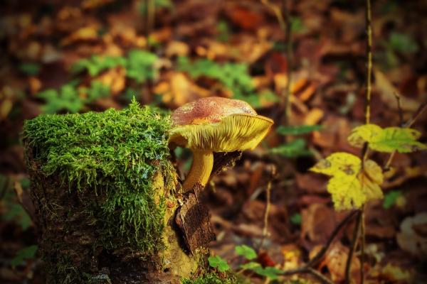 Fungi growing on a log