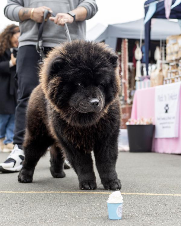 A very fluffy chow chow dog about to enjoy a cup of whipped cream at a market