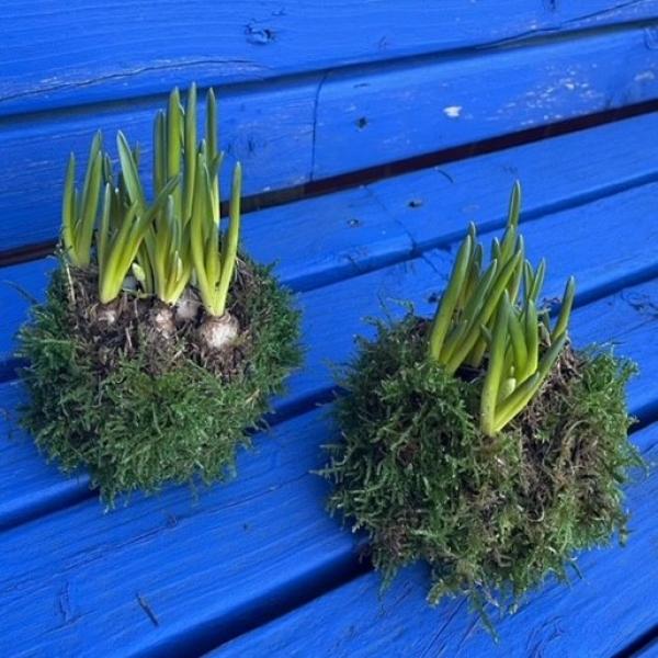 two kokedama balls with green shoots protruding against a blue backdrop