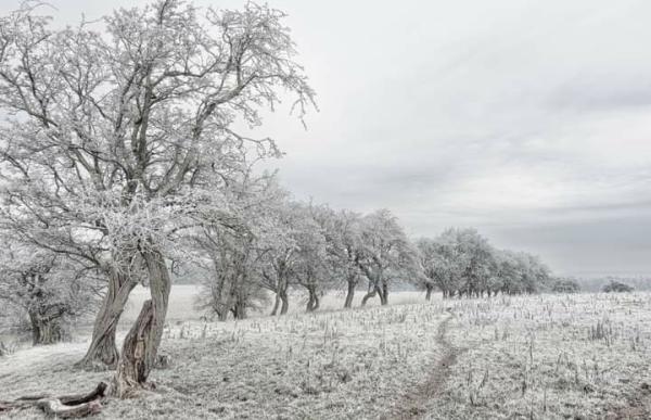 Winter trees