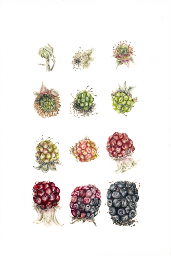 The image features a painting by Poppy-Lee Jennings of blackberries and their life cycle.