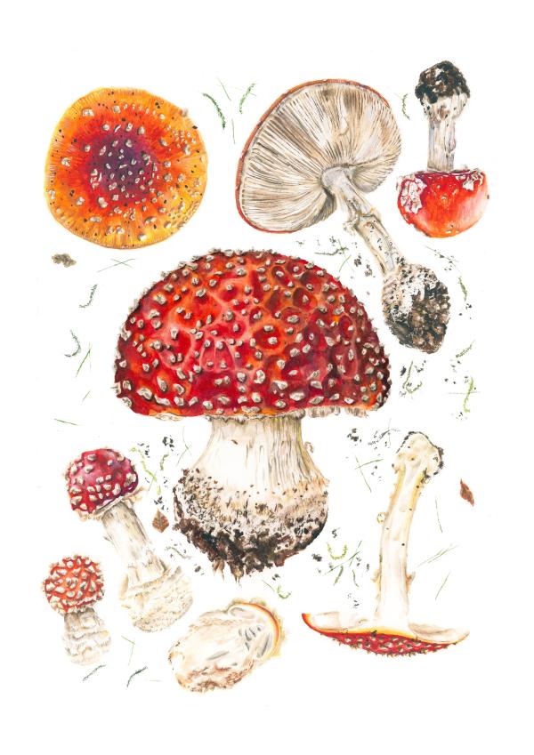 Image shows a watercolour painting by Poppy-Lee Jennings with various depictions of a fly agaric mushroom.