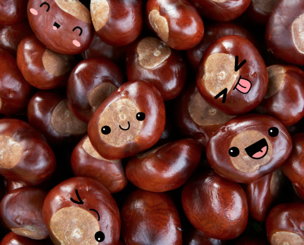 A lot of conkers with various cartoon faces