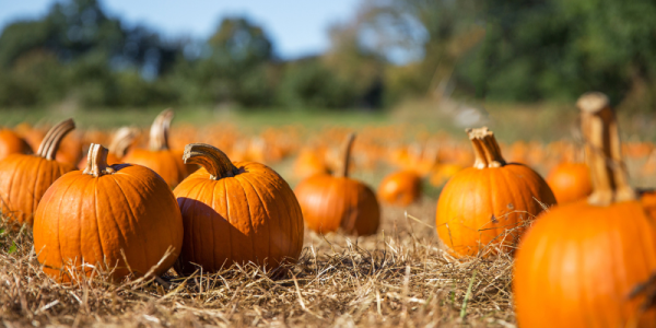 A stock image of pumpkins in a field of straw