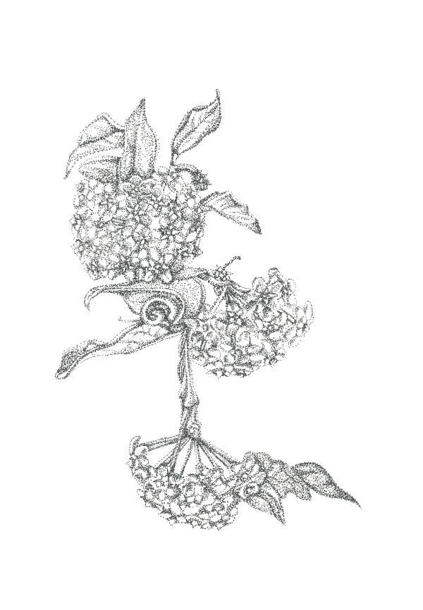 Image shows a botanical ink drawing by Poppy-Lee Jennings of a wax plant.