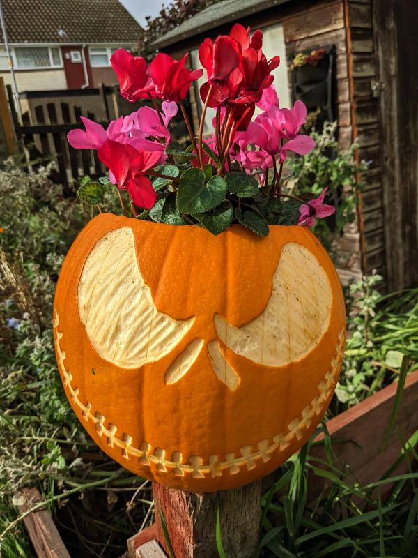 An image of a pumpkin planter with cyclamen in 