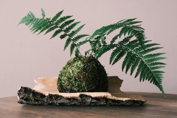 Photo of a fern kokedama