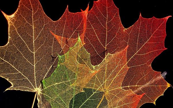 Leaf Lanterns