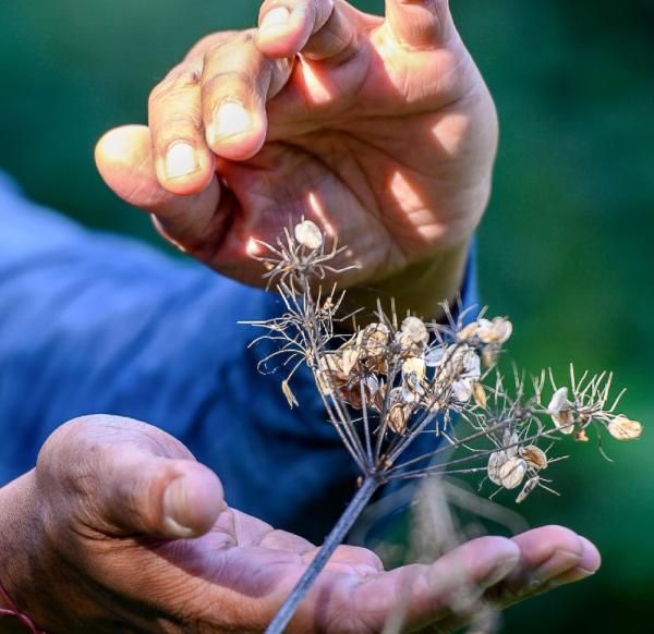 Hands framing a head of cow parsley