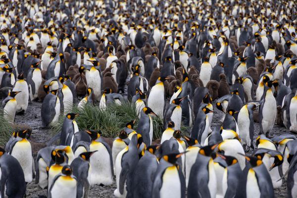 A large group of Penguins