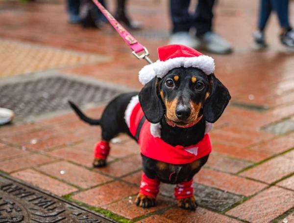 santa paws