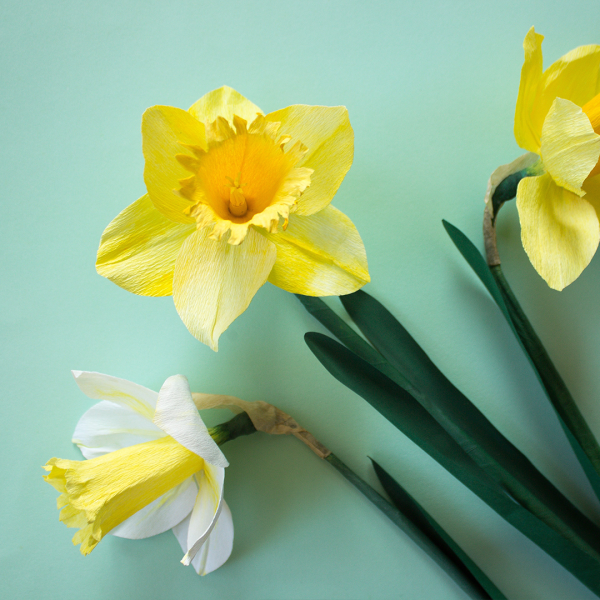 Three realistic looking daffodils made from paper