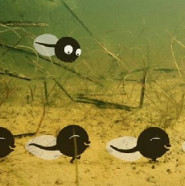 Tadpoles