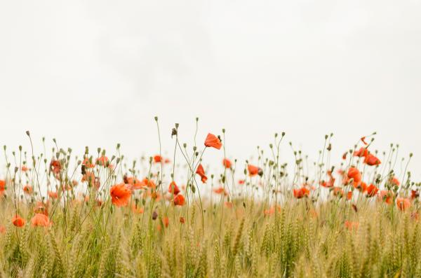 wildflowers