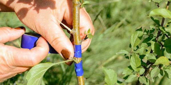 A lady with brown nail varnish taping two different trees together to make better fruit trees with different root stock