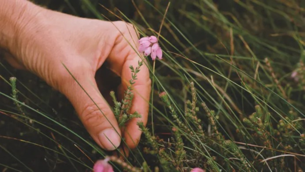 Hand picking a flower
