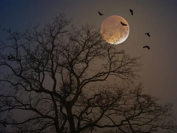 An image of bats in the moonlight