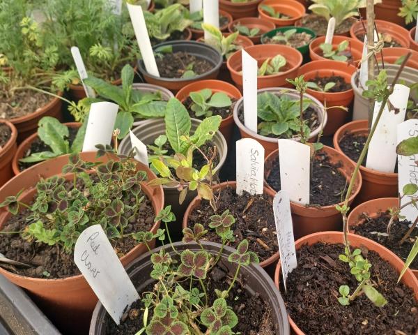 Plants being grown for plant sale
