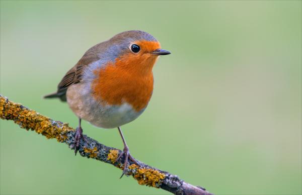 A robin on a branch