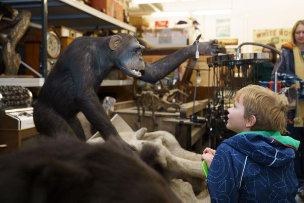 A child looking at a taxidermy chimpanzee