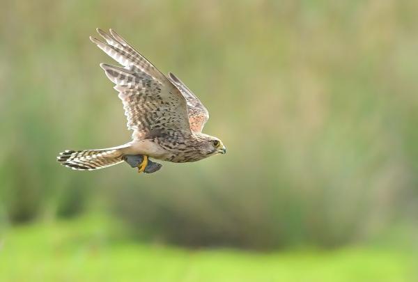 Image shows a kestrel flying with prey in it's talons and greenery in the background