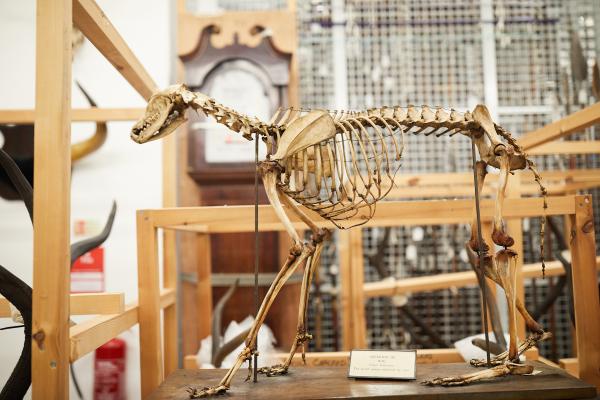 Animal skeleton at Leeds Discovery Centre