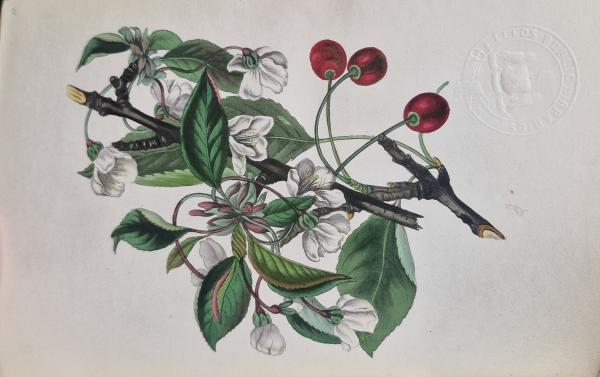 Painted cherries and white flowers on a branch