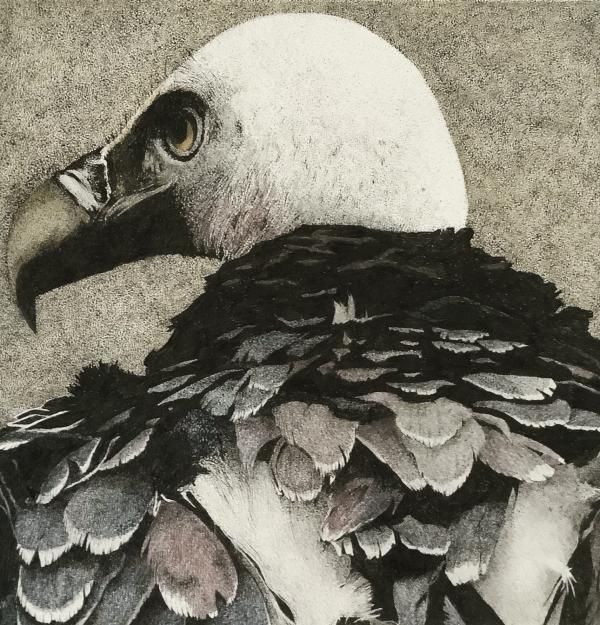 A drawing of a bird of prey