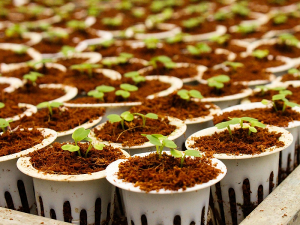 Seedlings in a tray