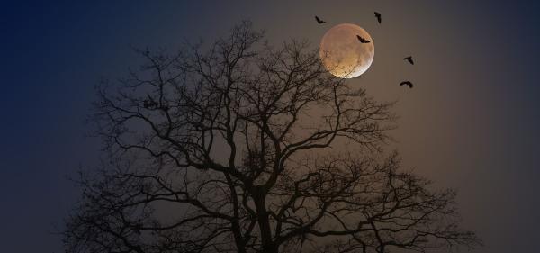 Image of bats flying in front of moon