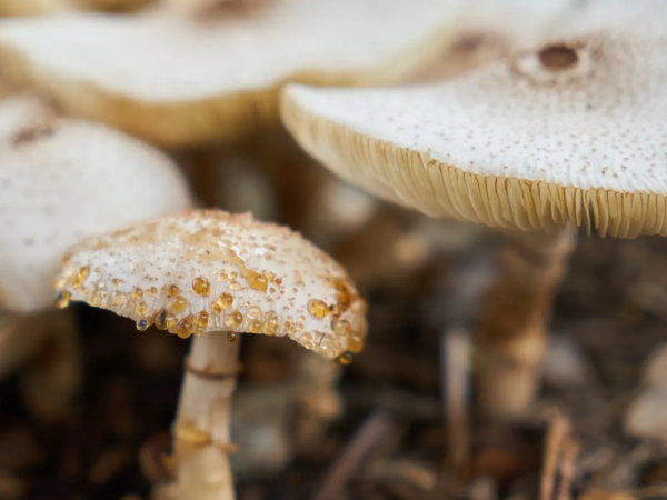 Mushrooms