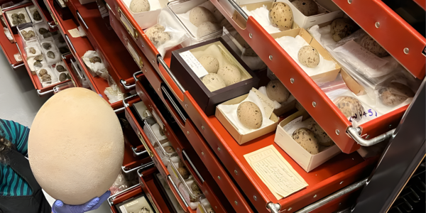 A curator holding a very large egg, next to red draws with more eggs from our collection in