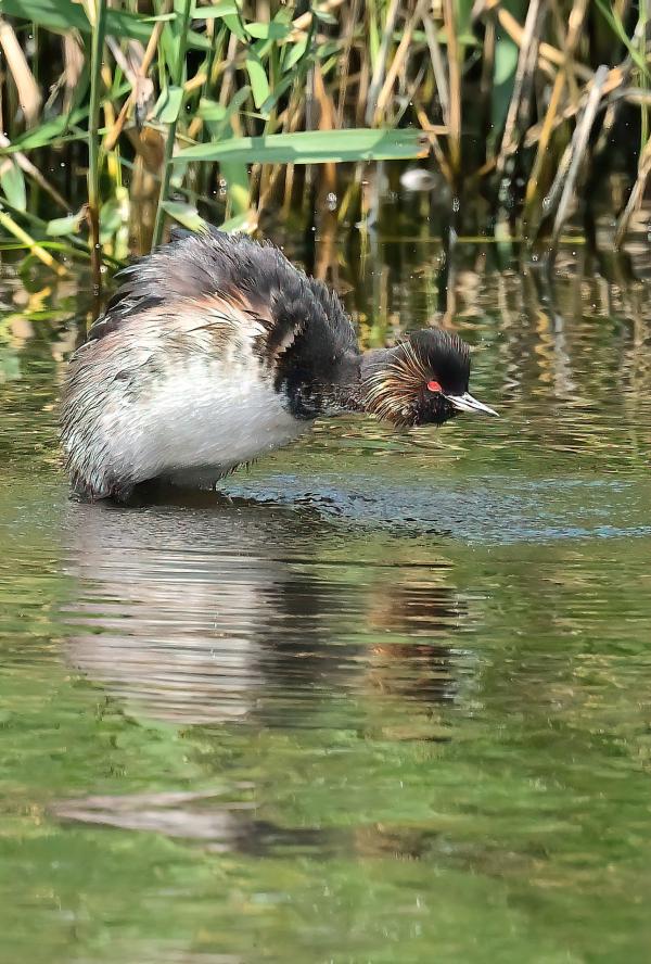 Image shows a black necked grebe mid dive with reedbeds in the background