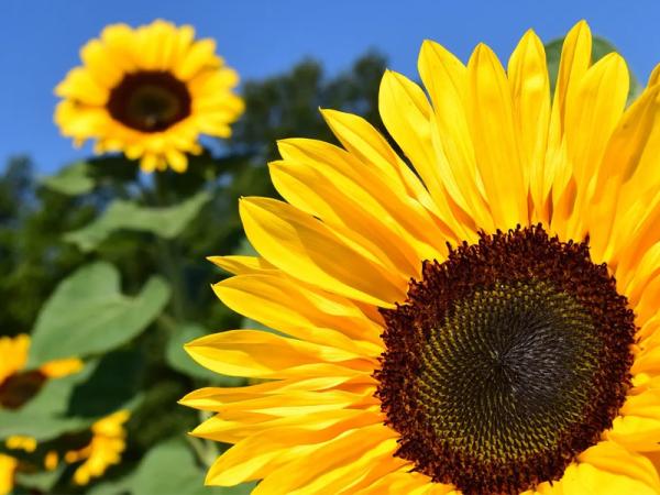 Sunflowers in Temple Newsam Walled Garden