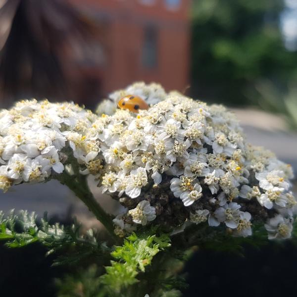 A photograph or some white flowers with a ladybird sat on one of them