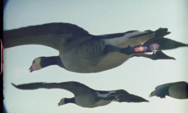 A still from 'Super Nature'