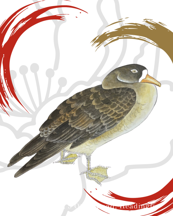 PAINTED BIRD. 
