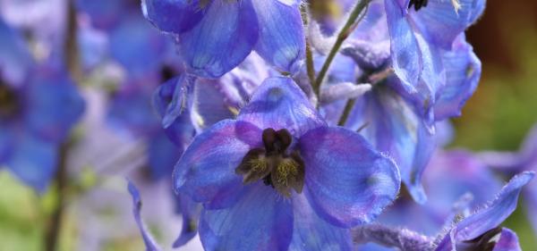 Blue delphinium
