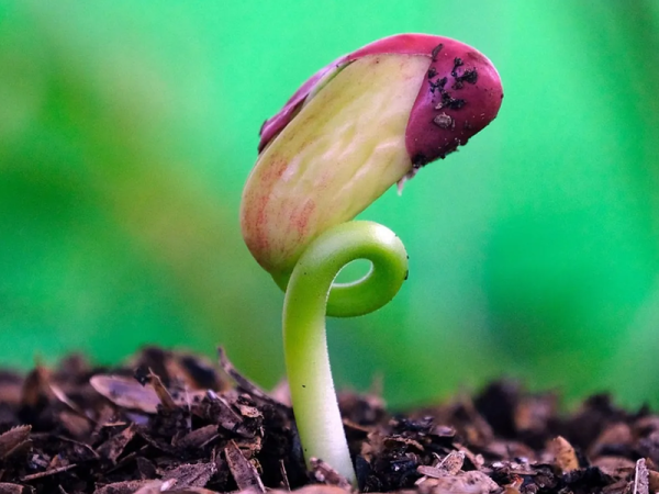 A bean seed emerging from the soil