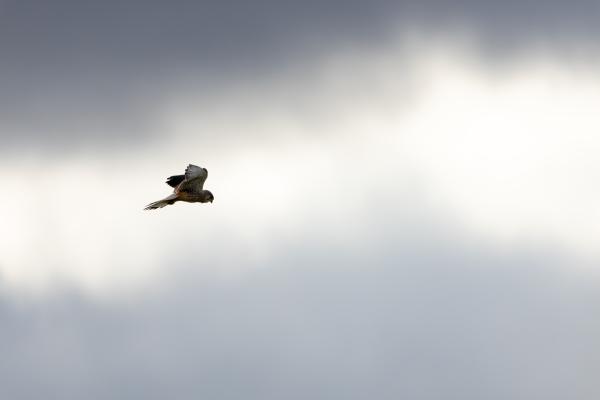 Image shows a kestrel hovering in an overcast sky