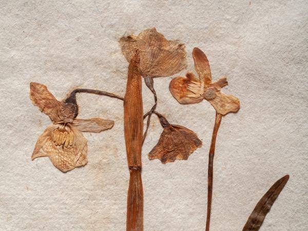 Dried pressed flowers and plant stems arranged on textured handmade paper.