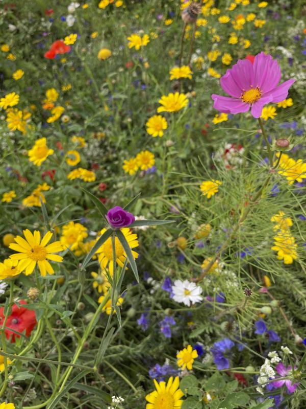 Image shows a close up of a wildflower meadow with lots of diversity, coulours and species of wildflower