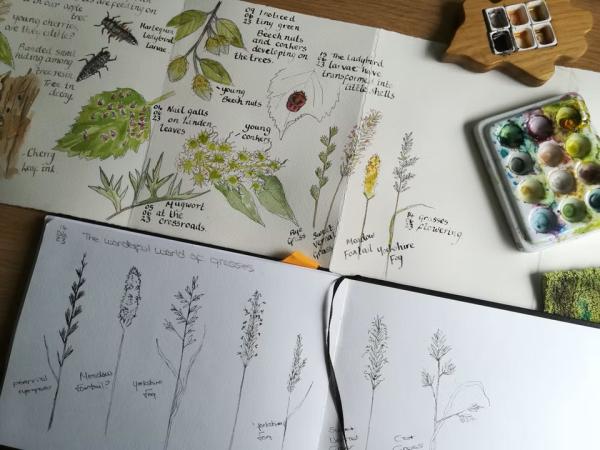 Sheets of paper with drawings and watercolour paintings of plants on