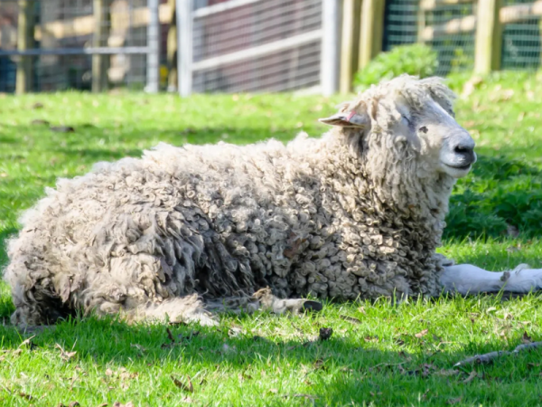 Sheep lying on grass