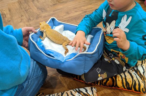 A child stroking a bearded dragon