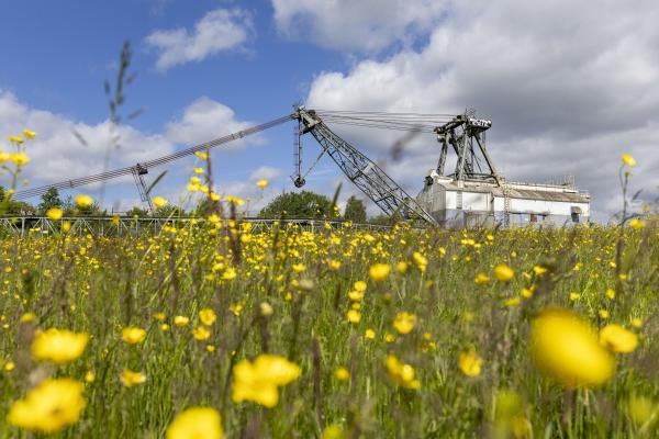 Image shows 'oddball' the dragline used in the St Aidan's opencast mine with buttercups in bloom in front of it