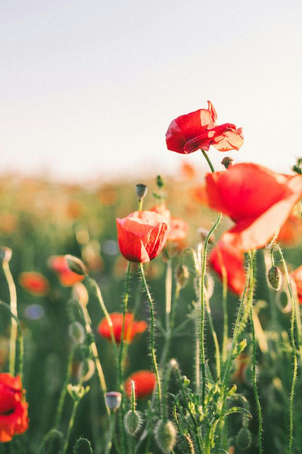 Photo by Agnese Rudzīte on Unsplash