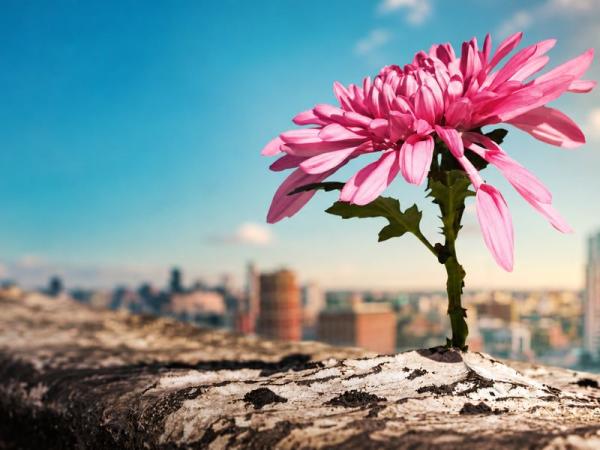 Pink flower growing out of a wall. Skyline back ground and blue sky.